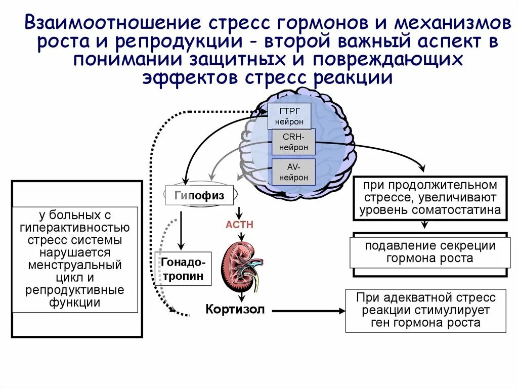 Стресс процессы в организме. Стадии стресса физиология гормоны. Физиологические механизмы стресса схема. Схема механизмов реализации стрессовой реакции. Механизм реализации стресс-реакции.