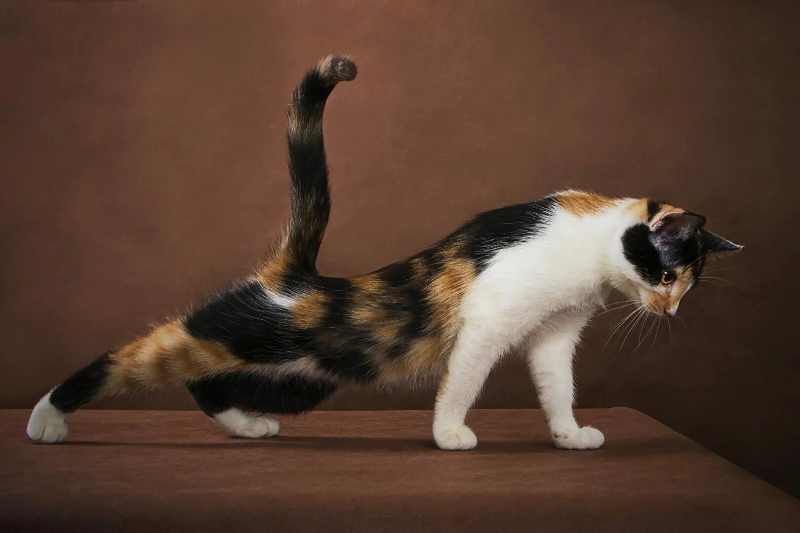 Американская короткошерстная кошка черепаховая. Кошка трехцветная короткошерстная. Американская короткошерстная трехцветная. Эгейская трехшерстная кошка порода. Трехцветная кошечка