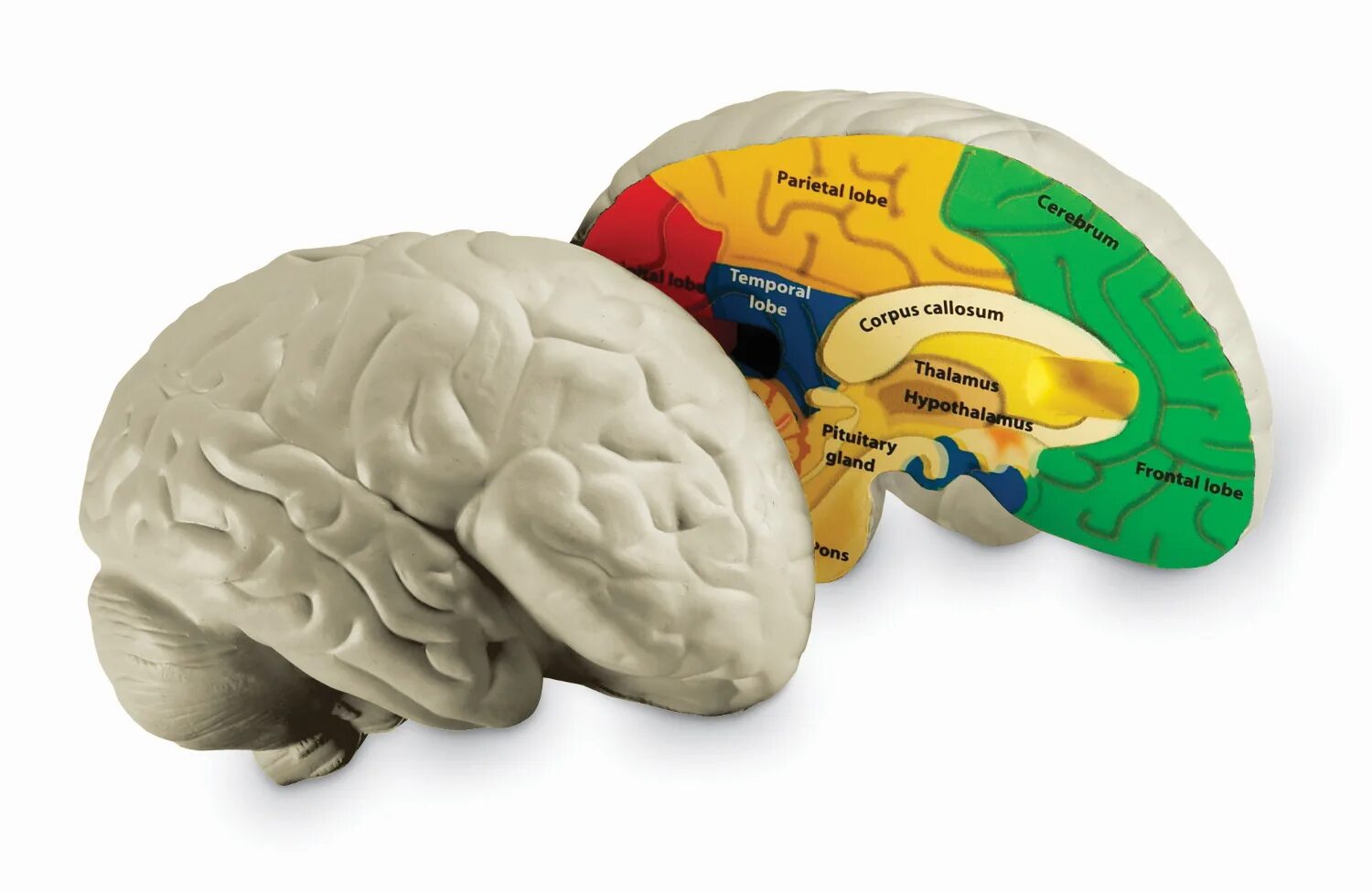 Модель мозга человека анатомическая. Муляж мозга. Макет мозга человека. Игрушечный мозг.