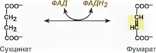 Фад является коферментом фермента. Сукцинат в фумарат. сукцинат в фумарат реакция. сукцинат в фумарат реакция с фад. реакции с участием фад и фмн.