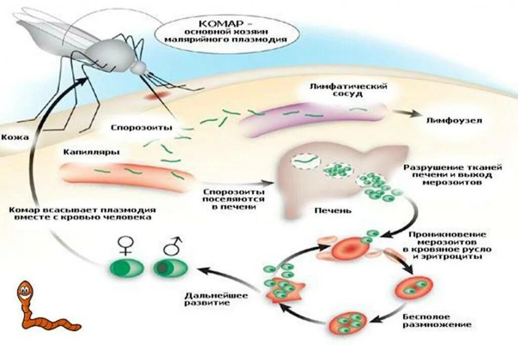 Заражение человека малярией происходит. Схема заражения малярийного плазмодия. Малярийный плазмодий этапы заражения. Цикл заражения малярийного плазмодия. Жизненный цикл малярийного плазмодия рисунок.