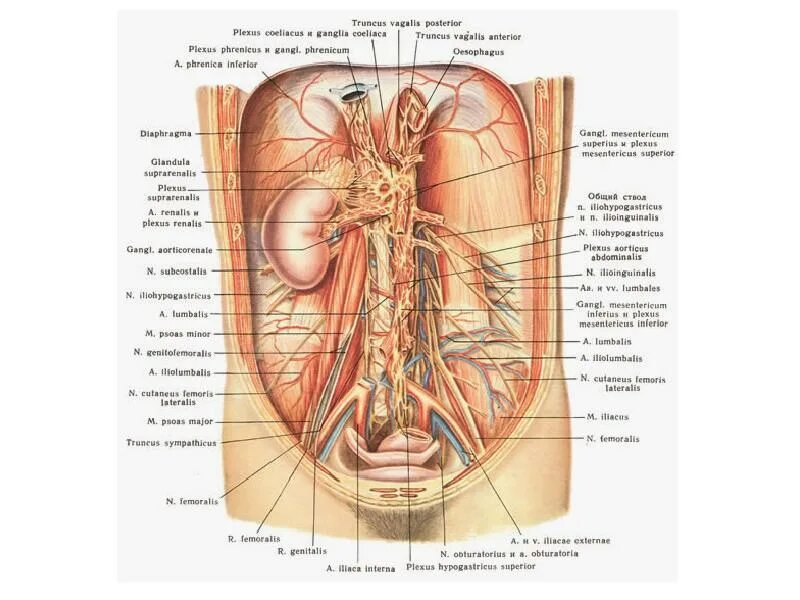 Строение внутренних женских органов человека. Анатомия мужчины органы. Расположение внутр органов мужчины. Анатомия брюшной полости вид со спины. Анатомия человека мужчины с надписями.