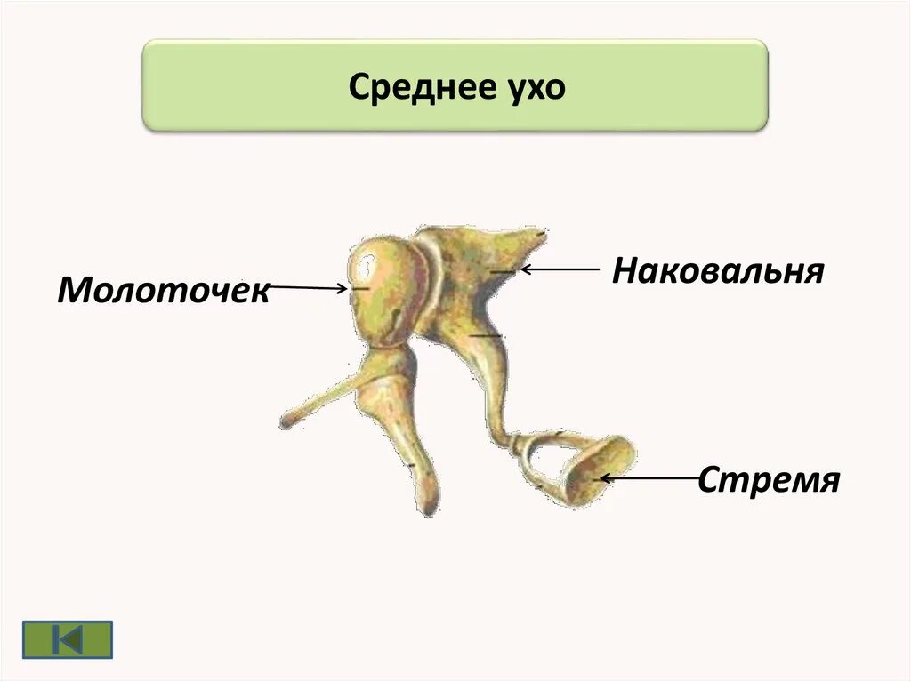 Самая маленькая кость у человека где находится