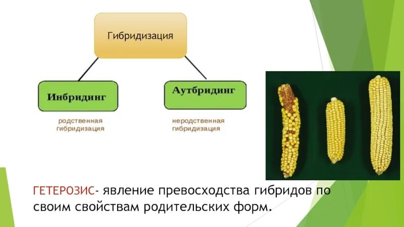 Аутбридинг гетерозис. Гетерозис кукурузы аутбридинг. Гетерозис метод селекции. Инбридинг аутбридинг гетерозис. Простой инбридинг