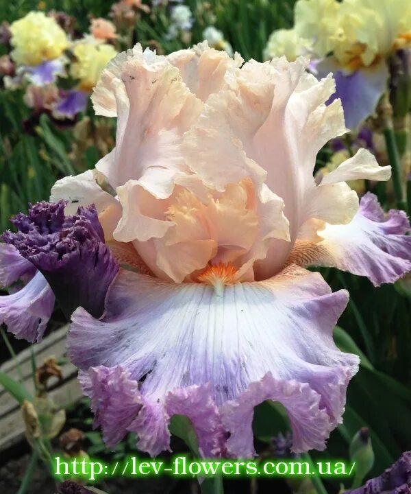 Ирис германский деп оф филд. Ирис claim to fame. Ирис гламазон. Ирис awakening dream’s (blyth *1999*). Ирис air d’ete.