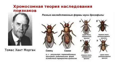 Хромосомное наследование