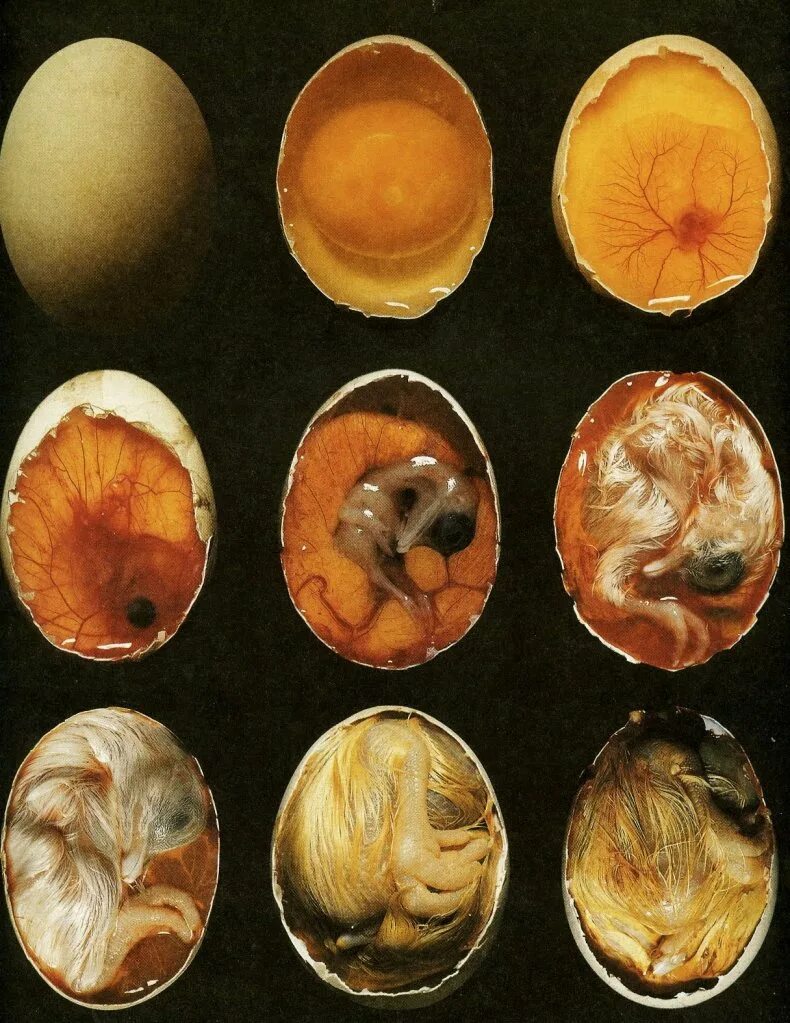 Развитие в яйце по дням фото. Овоскопирование утиных яиц. Овоскопирование инкубационного яйца кур. Овоскопирование яйца кур.