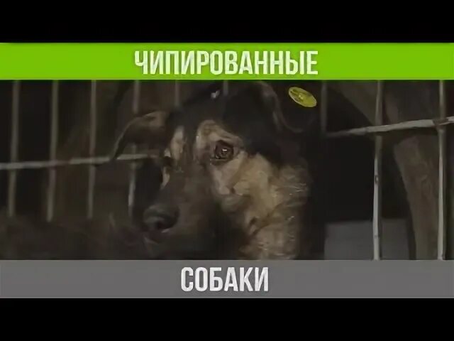 Собака отпусти