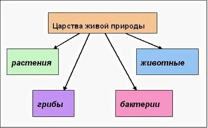 Заполните схему царство живой природы