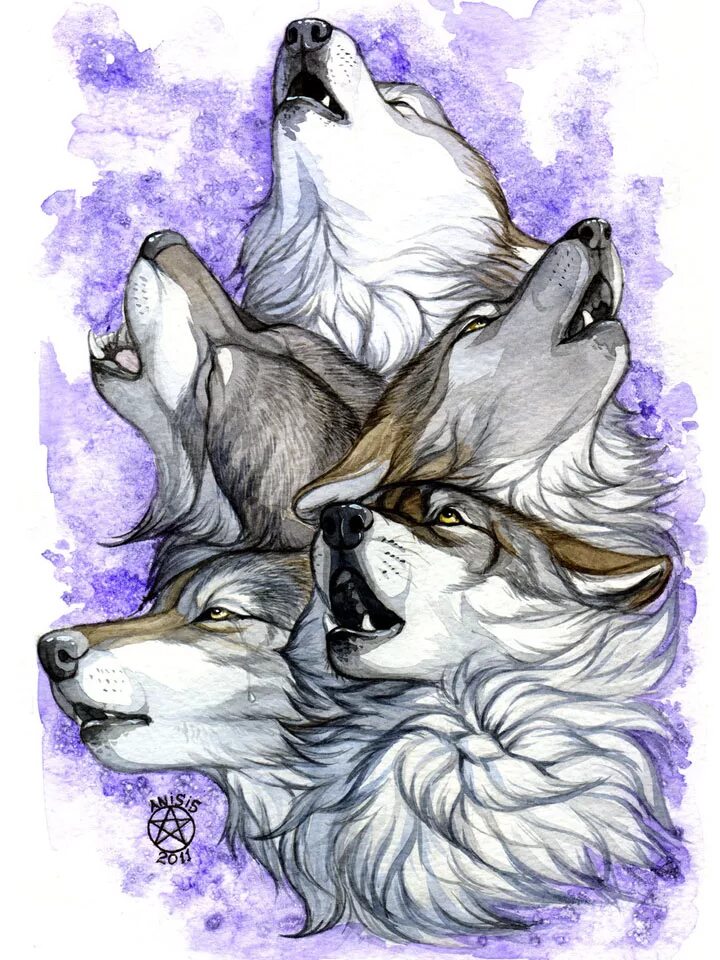 Картинки волка рисунки. Волк рисунок. Волк карандашом. Волк акварелью. Рисовать волка.