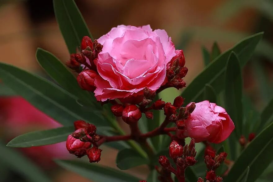 Poisonous flower. Олеандр. Олеандр растение. Олеандр красный. Олеандр цветок красный.