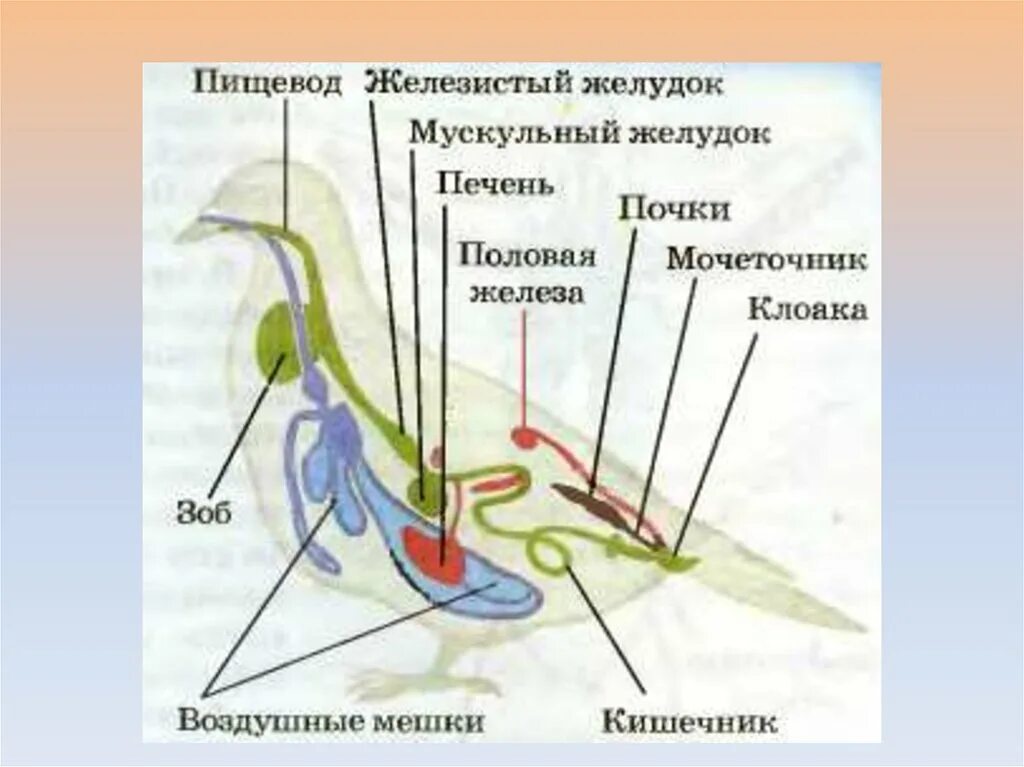 Схема строения выделительной системы птиц. Выделительная система птиц схема. Пищеварительная система и выделительная система птиц. Схема строения выделительной системы птиц рисунок 168.