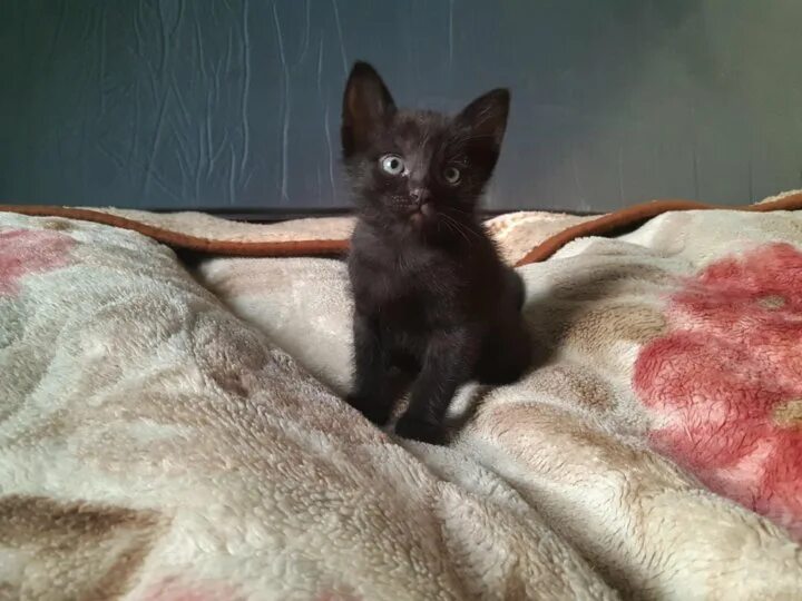 Авито кошки. Авито котята. Авито котенок владимирская область. Котята даром. Где найти котенка серо белого цвета в н новгороде.