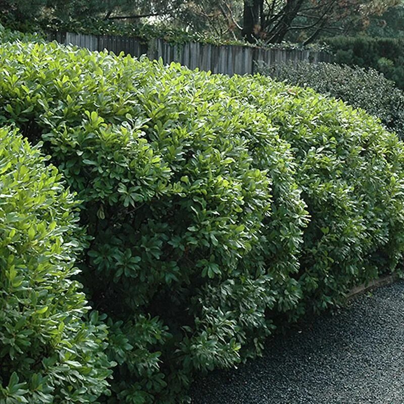 Восковница пенсильванская. Northern Bayberry куст. Восковница (Myrica). Мирика пенсильванская.