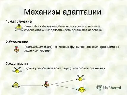 Способы адаптации организма