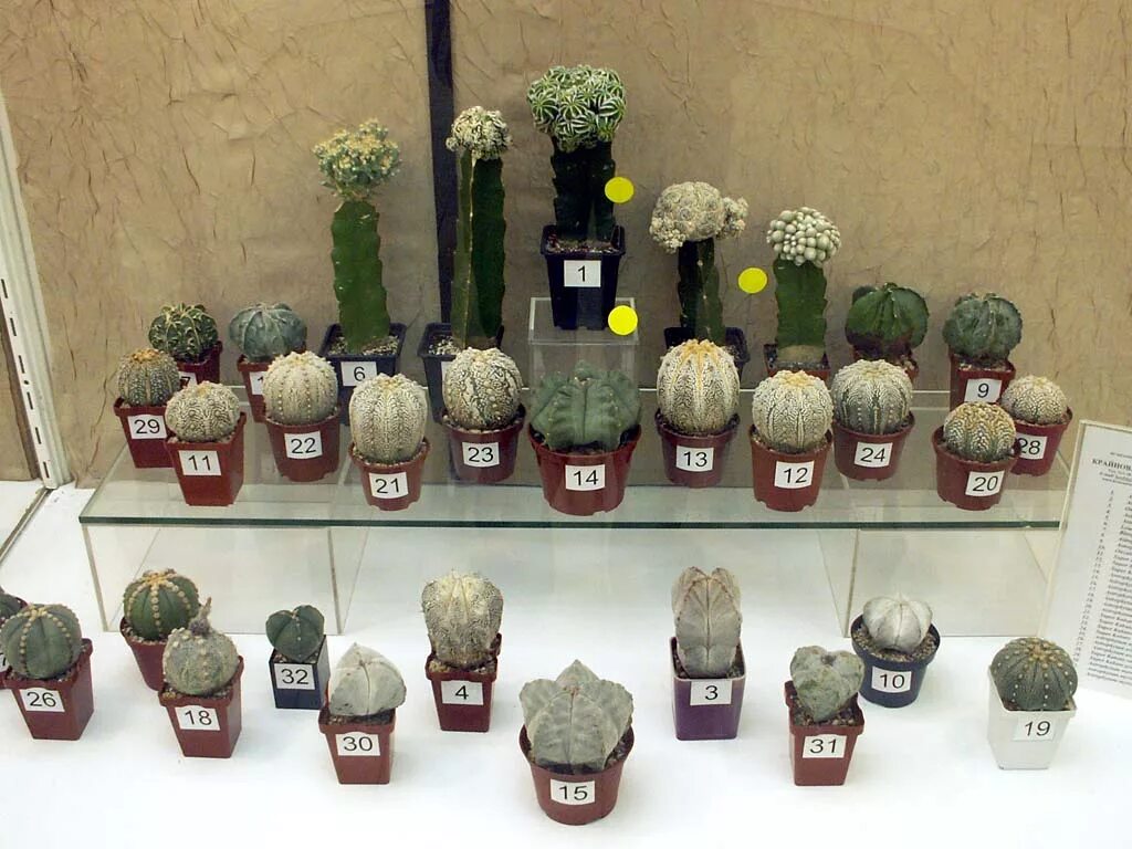 кактус москва