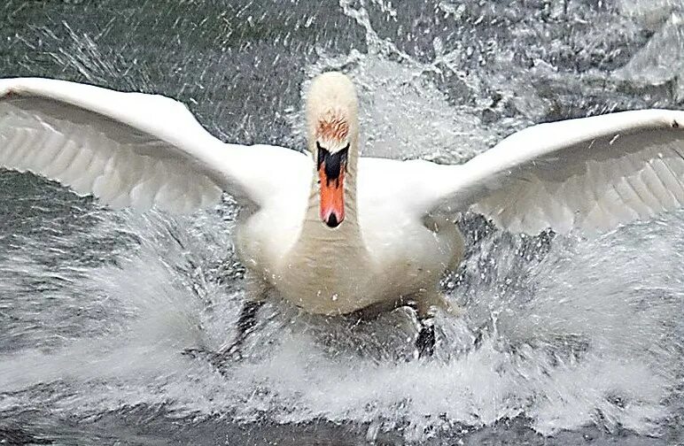 Лебеди нападают. Лебедь атакует. Лебедь плескается. Лебеди нападают. Лебедь шипун.