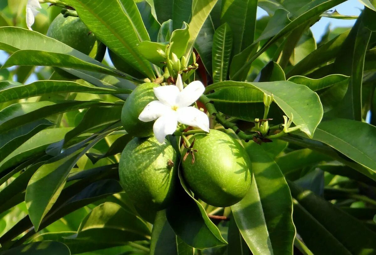 Цветущее дерево манго. Манго дерево цветы. Манго цветет. Манговое дерево в Тайланде. Дерево манго манговое дерево.