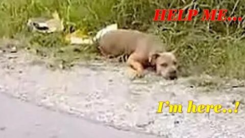 Родила в кустах