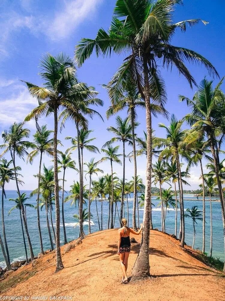 Мирисса Шри Ланка. Пляж Мирисса. Пляж Мирисса Шри Ланка. Шри Ланка Мирисса пальмовая роща. Хикадува шри