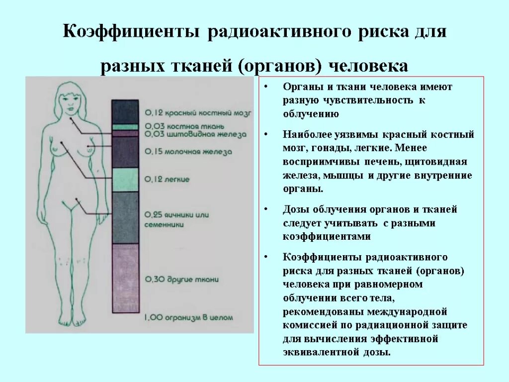 Уязвимые органы. Воздействие ионизирующего излучения на организм человека. Наиболее чувствительны к радиации. Коэффициенты радиационного риска для разных органов. Коэффициент радиационного риска для тканей и органов.