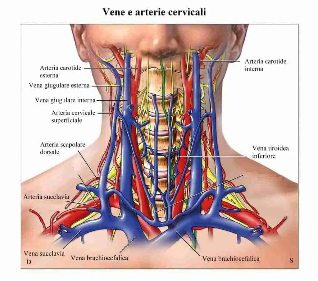 Сонные артерии на шее человека фото. Наружная яремная Вена анатомия. Внутренняя Сонная артерия и внутренняя яремная Вена. Яремная и Сонная артерия.
