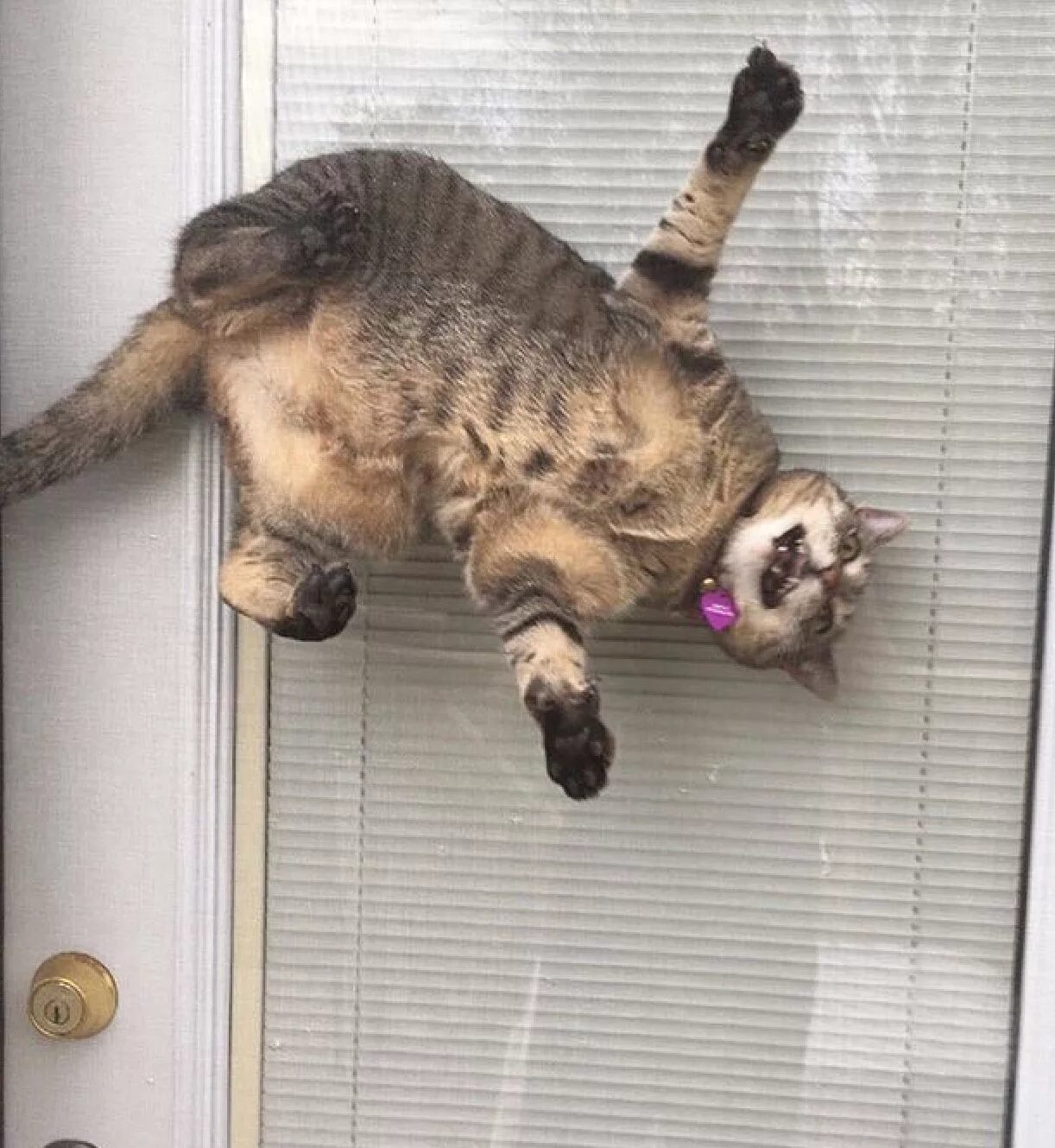 Что значит грация кошки