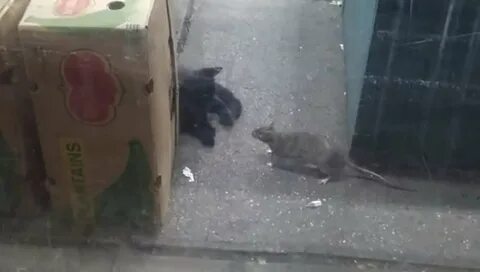Крыса больше кота