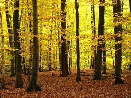 Forest species
