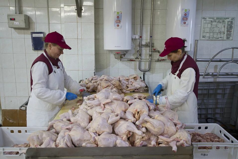 обвалка мяса птицы. фарш механической обвалки межениновская птицефабрика. мясо птицы механической обвалки. обвалка и жиловка мяса птицы. Sunby сепаратор мяса.