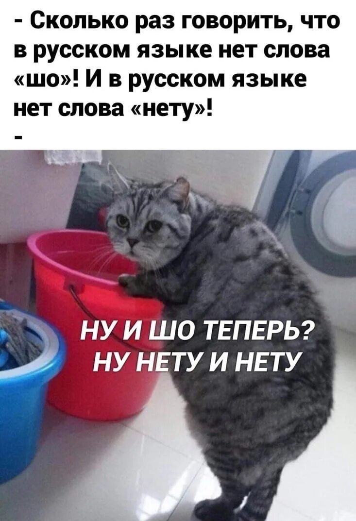 Будь шо будет текст. Будь шо будет текст. Жил был мальчик дебил. В русском языке нет слова нету. Ихний евоный.