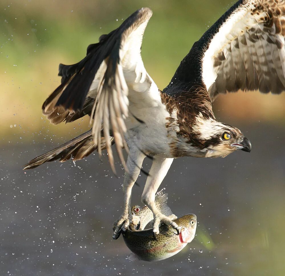 Скопа красная книга. Скопа (Pandion haliaetus). Птица рыболов Скопа. Хищная птица рыболов Скопа. Орел Скопа.