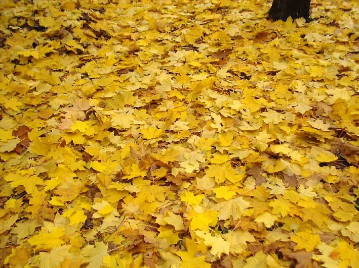 Осень домик. Осенью весь дом засыпан листьями. Осенью весь дом засыпан листьями. Осенью весь дом засыпан листьями. Загородный дом осень.