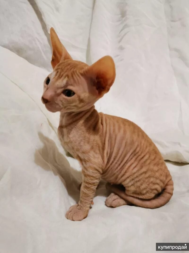 Котята донского сфинкса. Котята донского сфинкса спб. Котята донского сфинкса спб. Канадский сфинкс бамбино фото. Котята донского сфинкса спб.