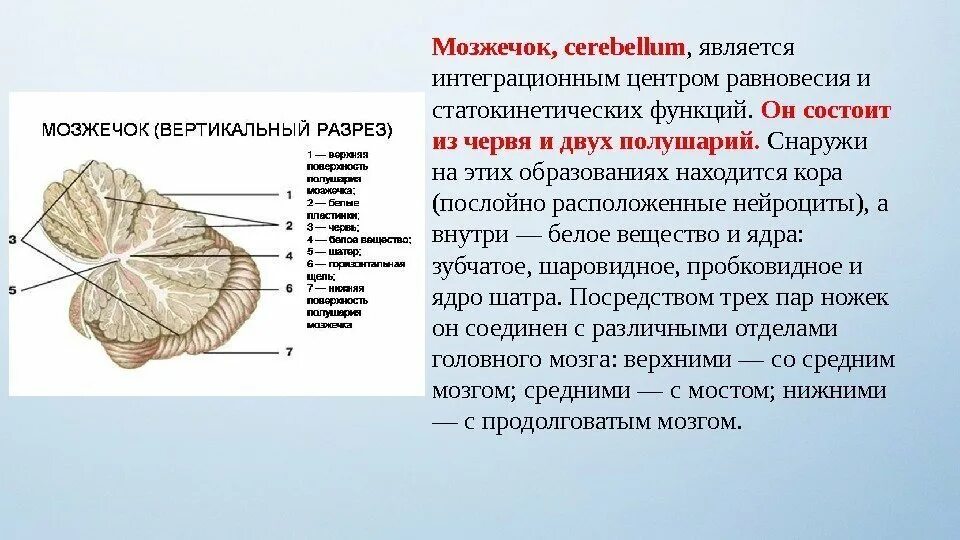 В задний мозг входит мозжечок. Строение мозжечка анатомия. Дольки мозжечка анатомия. Полушария мозжечка функции.