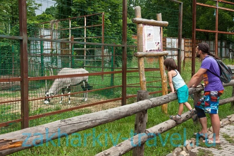 Зоопарк в краснодаре сафари парк. Зоопарк в геленджике сафари парк. Достопримечательности геленджика сафари парк. Сафари парк площадь. Сафари-парк краснодар 2022.