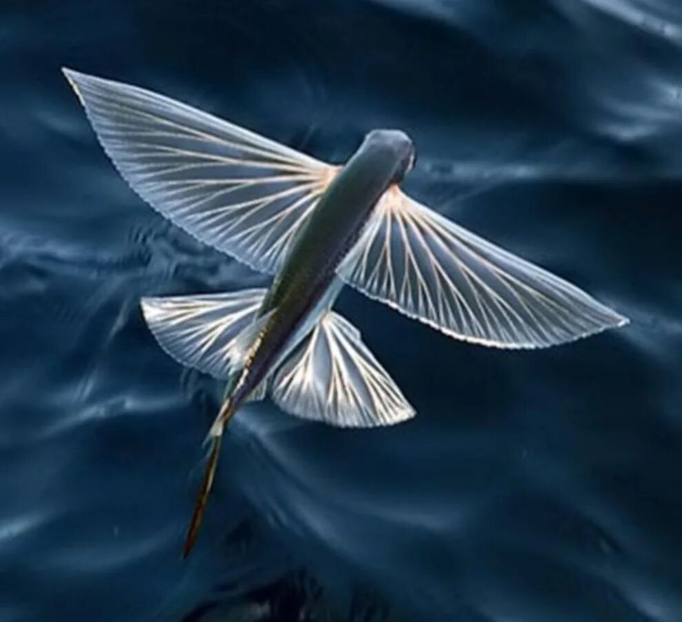 Летучая рыба биплан. Пантодон рыба-бабочка. Четырехкрылая летучая рыба. Атлантическая летучая рыба.