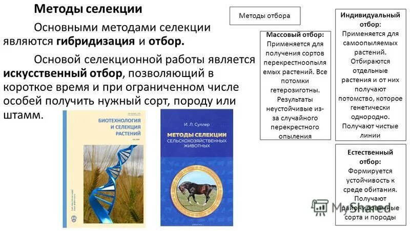 Основные методы селекции гибридизация и искусственный отбор. Основные методы селекции гибридизация и искусственный отбор. Основным методом селекции является искусственный отбор. Основным методом селекции является искусственный отбор. Селекция схема.