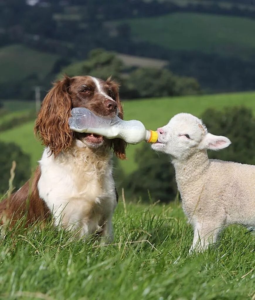 Treats animals. Собака пастух. Собачка Овечка. Ягнёнок. Ягнята.