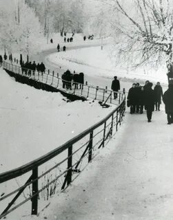 Мур вербовский