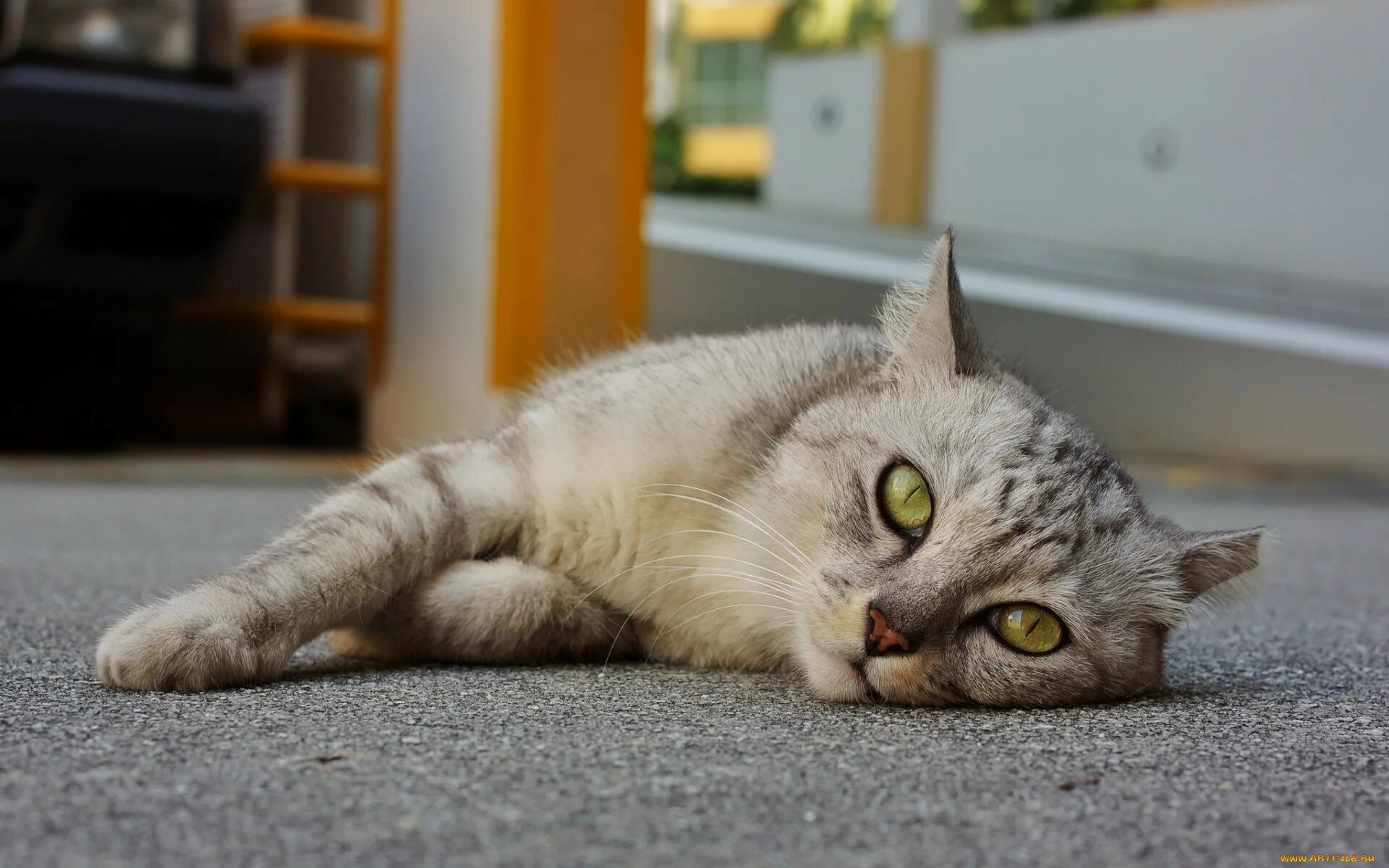 Кот лежит. Лежачая кошка. лежачий котик. кот лежит на лапах.