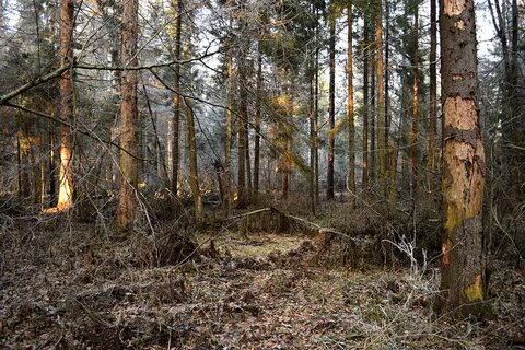 Гибнет сосна