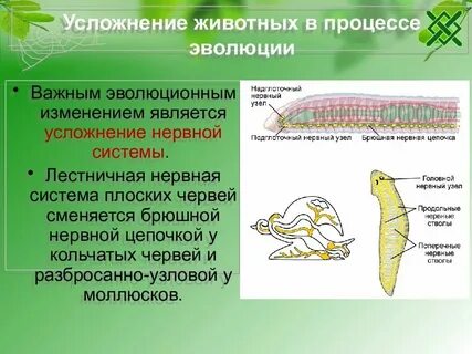Какая нервная система у простейших