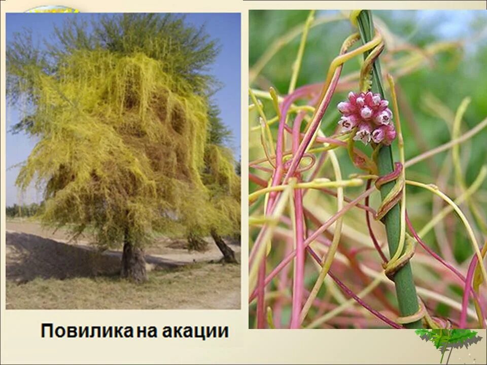 Омела белая. Розовое растение паразит. Шарообразное растение паразит. Кустарники-паразиты — омела. Омела белая.