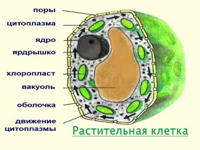 Презентация по биологии "Жизнедеятельность клетки"