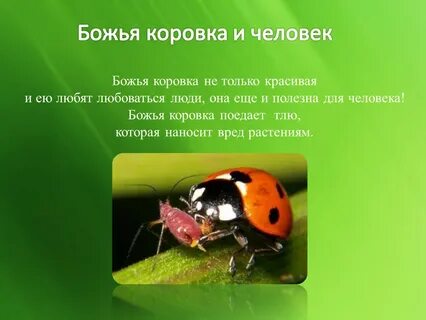 Почему коровка
