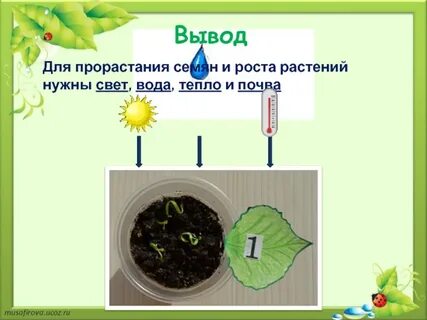 Сколько надо в растении