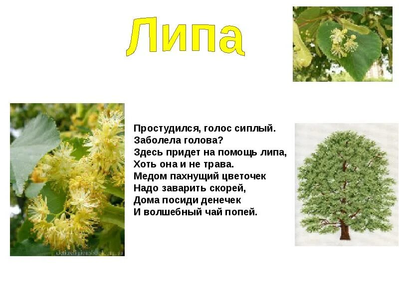 Липы какое число