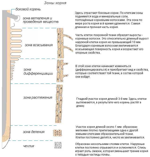 Корневой волосок это вырост клетки. Корневые волоски это выросты наружных клеток зоны. Корневые волоски функции 6 класс биология. Строение клеток корневых волосков. Корень имеет рост