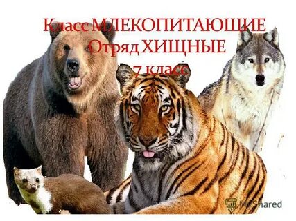 Хищнический предложение